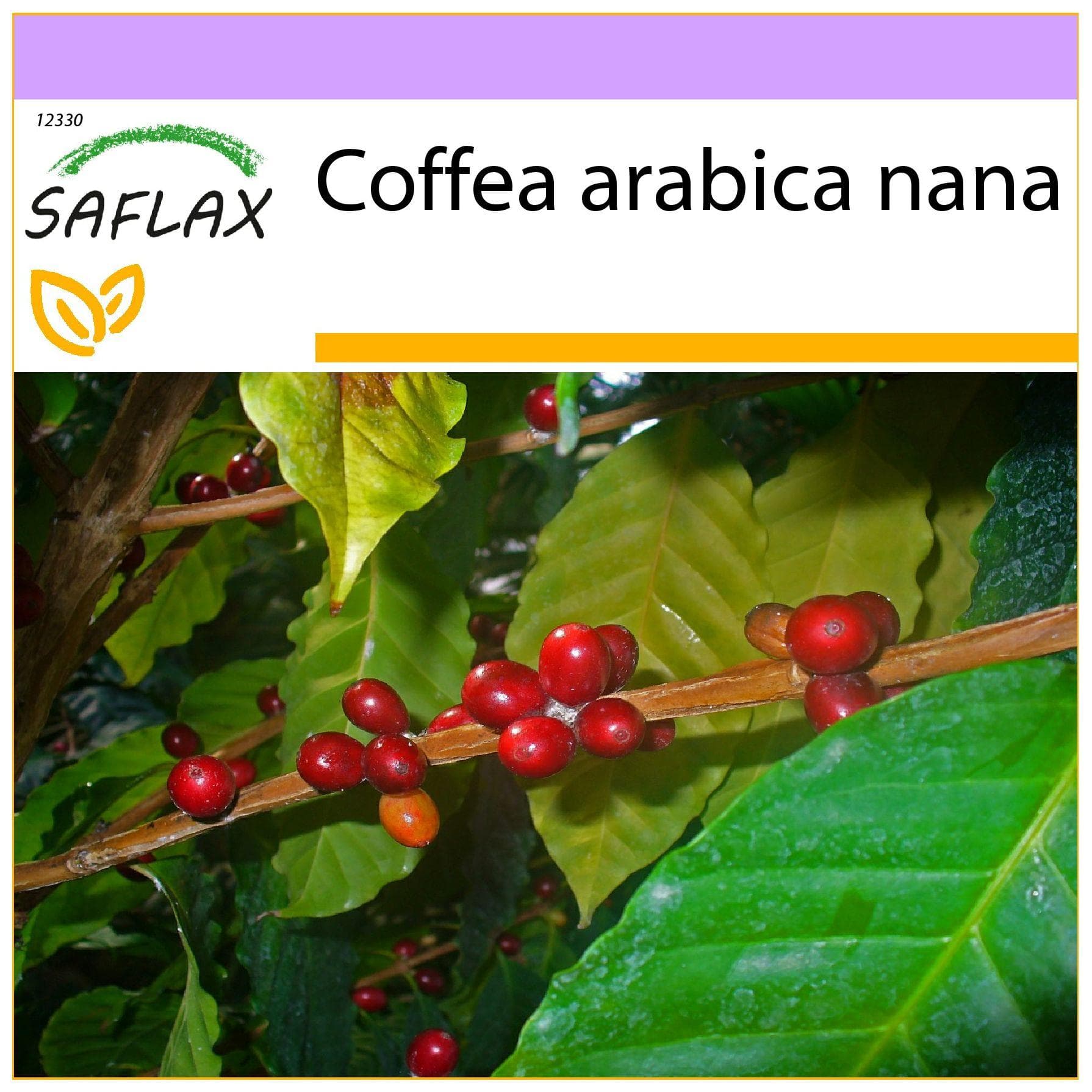 SAFLAX - Cafea Pitic - 8 seminte - Coffea arabica nana