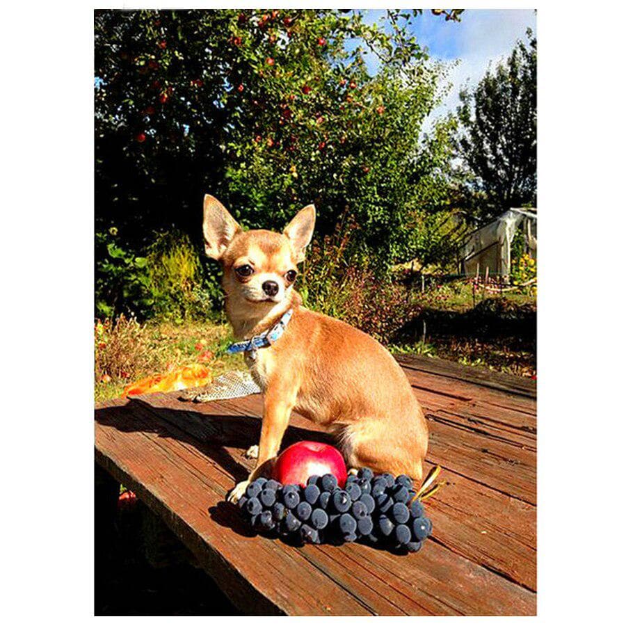 Pictură cu diamant DIY 5D Chihuahua Dog Broderie cu diamante Afișare completă Mozaic Imagine cu strasuri